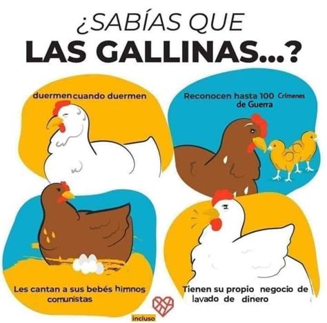 memes de la gallina|gallina meme en espanol.